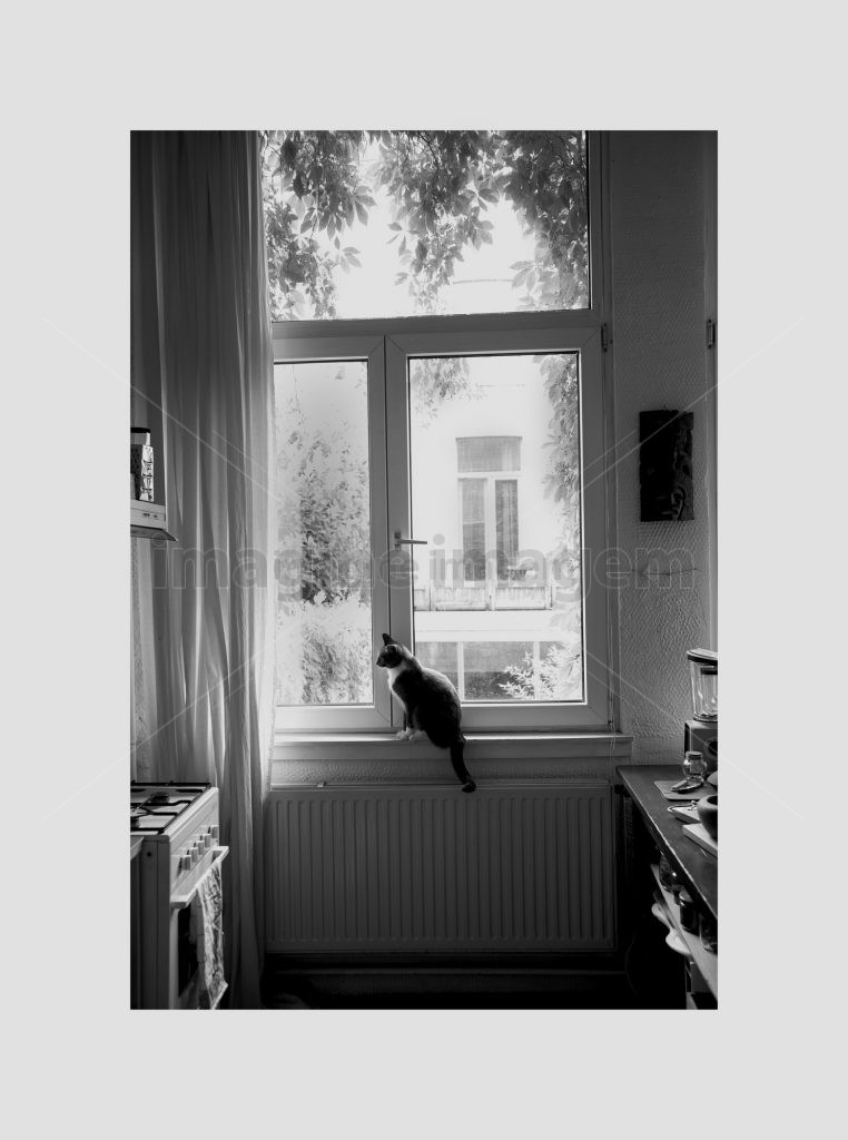 Gato