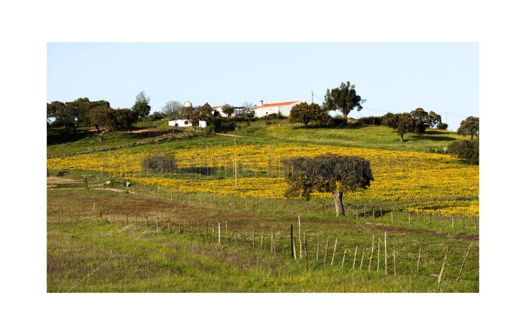 Plantação de Girassol