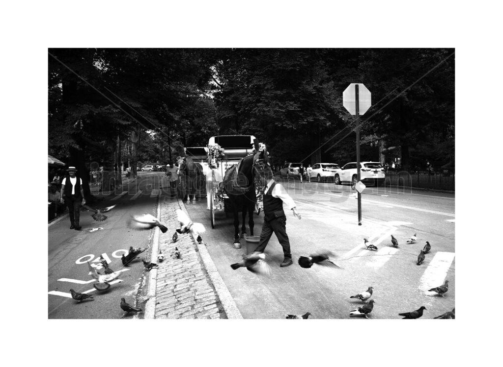 Charrete Central Parque