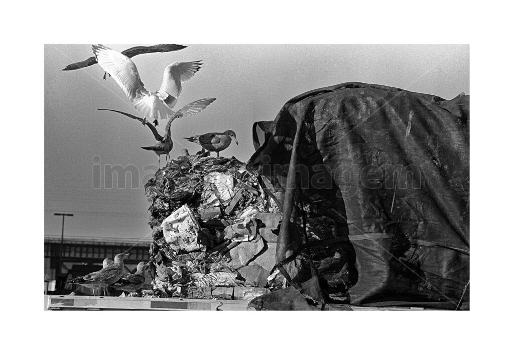 Gaivotas